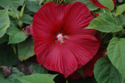 Honeymoon Deep Red Hibiscus (Hibiscus 'Honeymoon Deep Red') at Make It Green Garden Centre