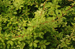 Golden Dream Japanese Barberry (Berberis thunbergii 'Golden Dream') at Lurvey Garden Center