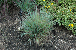 Standing Ovation Bluestem (Schizachyrium scoparium 'Standing Ovation') at Make It Green Garden Centre