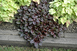 Mahogany Bugleweed (Ajuga reptans 'Mahogany') at Make It Green Garden Centre