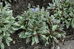 Dixie Chip Bugleweed (Ajuga 'Dixie Chip') at Make It Green Garden Centre