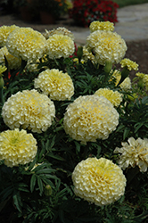 Vanilla Marigold (Tagetes erecta 'Vanilla') at Make It Green Garden Centre