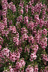 Serenita Pink Angelonia (Angelonia angustifolia 'Serenita Pink') at Make It Green Garden Centre