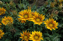 New Day Red Stripe Shades (Gazania 'New Day Red Stripe') at Make It Green Garden Centre
