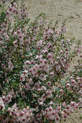 Archangel Light Pink Angelonia (Angelonia angustifolia 'Archangel Light Pink') at Make It Green Garden Centre