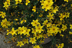 Namid Special Yellow Bidens (Bidens ferulifolia 'Namid Special Yellow') at Make It Green Garden Centre