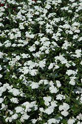 Valiant Pure White Vinca (Catharanthus roseus 'Valiant Pure White') at Make It Green Garden Centre