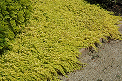 Goldilocks Creeping Jenny (Lysimachia nummularia 'Goldilocks') at Make It Green Garden Centre