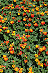 Lucky Flame Lantana (Lantana camara 'Lucky Flame') at Make It Green Garden Centre