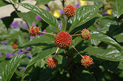 Button Bush (Cephalanthus occidentalis) at Make It Green Garden Centre