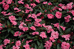 SunPatiens Compact Pink New Guinea Impatiens (Impatiens 'SunPatiens Compact Pink') at Make It Green Garden Centre