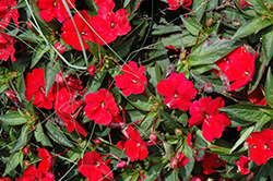 SunPatiens Compact Red New Guinea Impatiens (Impatiens 'SunPatiens Compact Red') at Make It Green Garden Centre