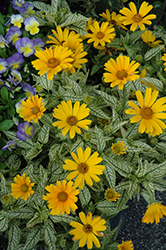 Sunstruck False Sunflower (Heliopsis helianthoides 'Sunstruck') at Make It Green Garden Centre
