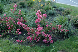 Sonic Bloom Pink Reblooming Weigela (Weigela florida 'Bokrasopin') at Make It Green Garden Centre