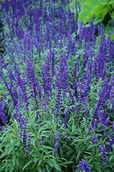 Victoria Blue Salvia (Salvia farinacea 'Victoria Blue') at Make It Green Garden Centre
