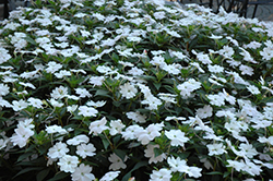 SunPatiens Vigorous White New Guinea Impatiens (Impatiens 'SAKIMP065') at Make It Green Garden Centre