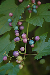 Elegans Porcelain Berry (Ampelopsis brevipedunculata 'Elegans') at Lurvey Garden Center