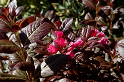 Minor Black Weigela (Weigela florida 'Minor Black') at Make It Green Garden Centre