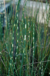 Zebra Rush (Schoenoplectus lacustris 'Zebrinus') at Make It Green Garden Centre