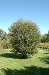 Pussy Willow (Salix discolor) at Make It Green Garden Centre