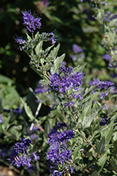 First Choice Caryopteris (Caryopteris x clandonensis 'First Choice') at Lurvey Garden Center