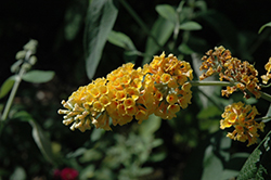 Honeycomb Butterfly Bush (Buddleia x weyeriana 'Honeycomb') at Lurvey Garden Center