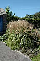 Huron Sunrise Maiden Grass (Miscanthus sinensis 'Huron Sunrise') at Make It Green Garden Centre