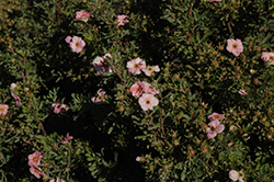 Happy Face Pink Paradise Potentilla (Potentilla fruticosa 'Kupinpa') at Make It Green Garden Centre