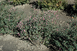 Candy Coralberry (Symphoricarpos x doorenbosii 'Kolmcan') at Make It Green Garden Centre