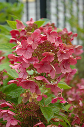 Quick Fire Hydrangea (Hydrangea paniculata 'Bulk') at Make It Green Garden Centre