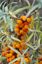 Russian Orange Sea Buckthorn (Hippophae rhamnoides 'Otradnaya') at Make It Green Garden Centre