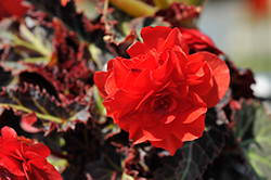 I'Conia Red Begonia (Begonia 'I'Conia Red') at Make It Green Garden Centre