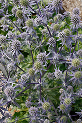 Blue Glitter Sea Holly (Eryngium planum 'Blue Glitter') at Make It Green Garden Centre