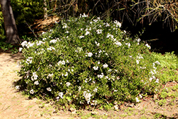 Potato Vine (Solanum jasminoides) at Make It Green Garden Centre