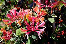 Goldflame Honeysuckle (Lonicera x heckrottii) at Make It Green Garden Centre