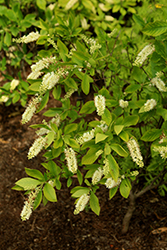 Sugartina Crystalina Summersweet (Clethra alnifolia 'Crystalina') at Make It Green Garden Centre