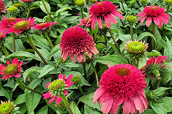 Sunny Days Ruby Coneflower (Echinacea 'TNECHSDR') at Make It Green Garden Centre