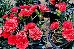 Early Bird Chili Pinks (Dianthus 'Wp10 Sab06') at Make It Green Garden Centre