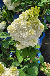 Moonrock Hydrangea (Hydrangea paniculata 'Kolmakilima') at Make It Green Garden Centre