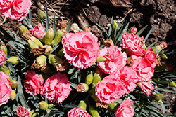 Fruit Punch Classic Coral Pinks (Dianthus 'Classic Coral') at Make It Green Garden Centre