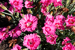 Paint The Town Fancy Pinks (Dianthus 'Paint The Town Fancy') at Make It Green Garden Centre