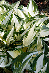 Fire and Ice Hosta (Hosta 'Fire and Ice') at Make It Green Garden Centre