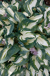 Hans Hosta (Hosta 'Hans') at Make It Green Garden Centre