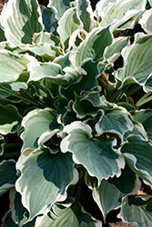 Shadowland Hope Springs Eternal Hosta (Hosta 'Hope Springs Eternal') at Make It Green Garden Centre