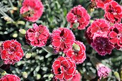 Fruit Punch Black Cherry Frost Pinks (Dianthus 'Black Cherry Frost') at Make It Green Garden Centre