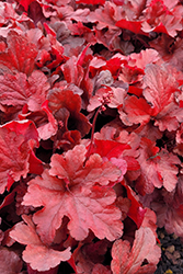 Forever Red Coral Bells (Heuchera 'Forever Red') at Make It Green Garden Centre