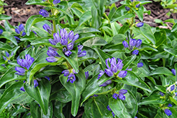 Blue Cross Gentian (Gentiana cruciata 'Blue Cross') at Make It Green Garden Centre
