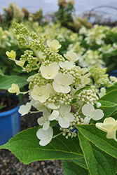 Candelabra Hydrangea (Hydrangea paniculata 'Hpopr013') at Make It Green Garden Centre