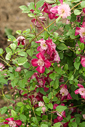 Avant-Garde Clematis (Clematis 'Avant-Garde') at Make It Green Garden Centre