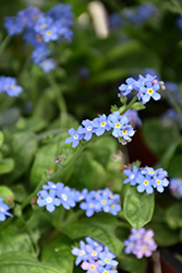 Bluesylva Forget-Me-Not (Myosotis sylvatica 'Bluesylva') at Make It Green Garden Centre